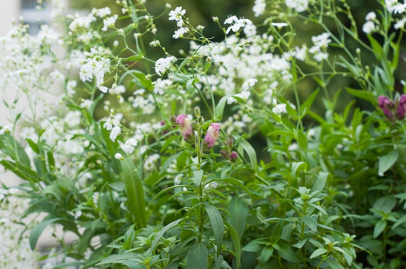 Das LöwenmĂ€ulchen - hier in rosa - blĂŒht von Juni bis in den September. LöwenmĂ€ulchen, Blumen, BlĂŒte, Balkonpflanze, Zierpflanze